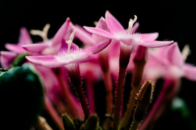 Close-up of pink flower against black background