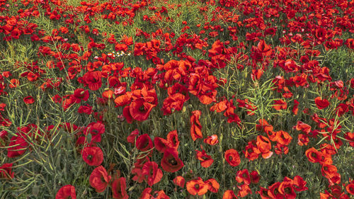 Many poppies in a field