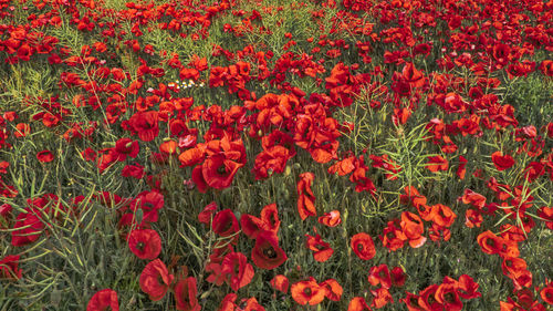 Close-up of red poppy flowers on field