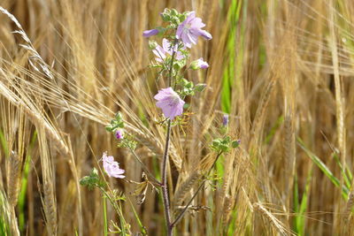 Close-up of purple flowering plants on field