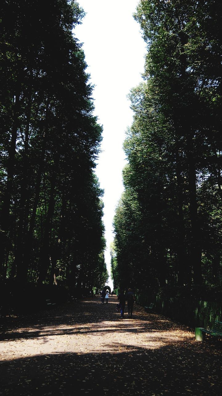 tree, road, street, transportation, the way forward, clear sky, walking, full length, day, growth, lifestyles, nature, outdoors, rear view, season, rain, leisure activity, sky