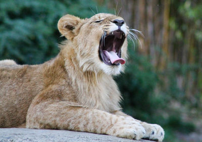 Close-up of a lion yawning