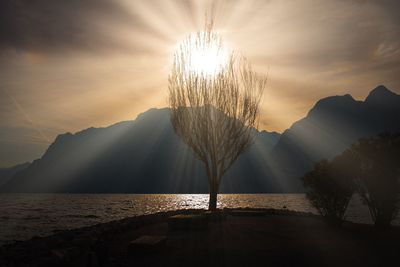 Silhouette tree by sea against sky during sunset