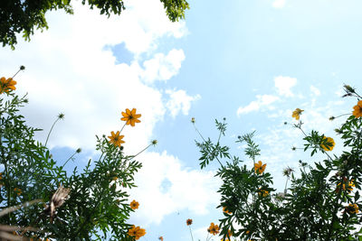Low angle view of flowering plants against sky