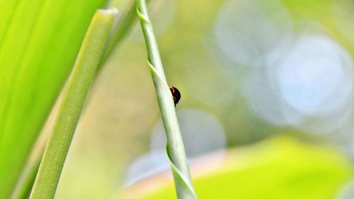 Close-up of ladybug on plant