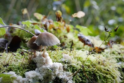 Close-up of mushrooms growing on land