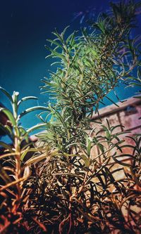 Low angle view of plants against sky