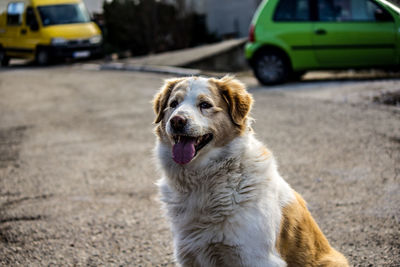 Dog looking away in city