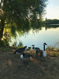 View of birds at lakeshore