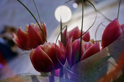 Close-up of flowers against sky