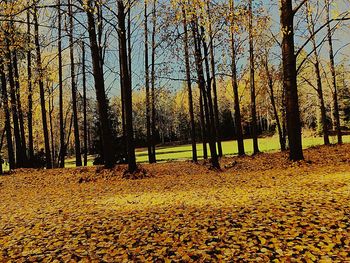 Trees in forest during autumn