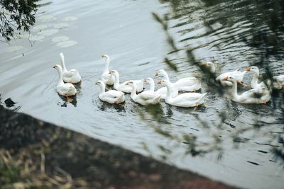 Swans swimming in lake