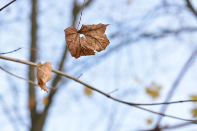 Close-up of maple leaf on branch