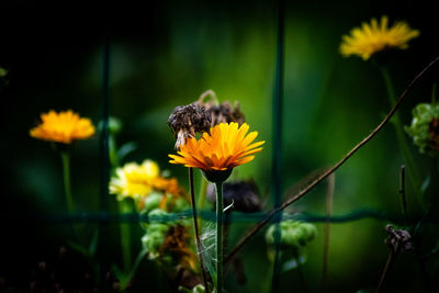 Close-up of insect on yellow flower