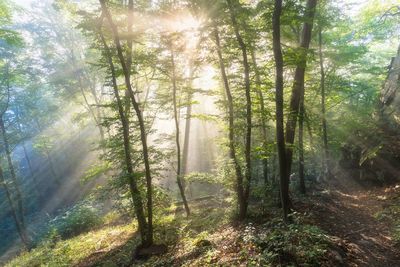 Sunlight streaming through trees in forest