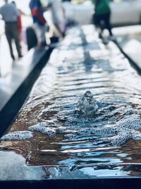 Close-up of fish in water