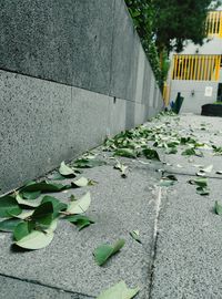 Close-up of plants