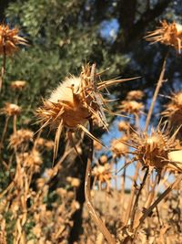 Close-up of dry thistle flowers