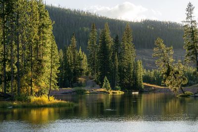 Scenic view of lake in forest