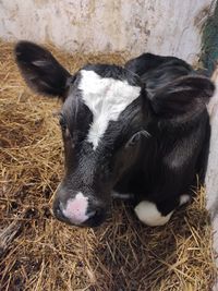 High angle view of animal in pen