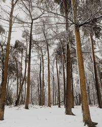 Bare trees on snow covered landscape