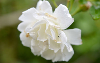 Close-up of wet white rose flower