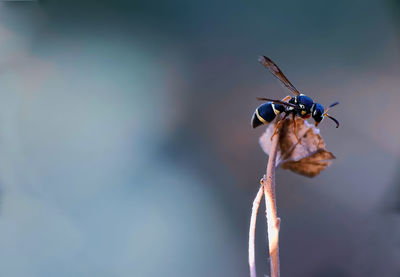 Close-up of insect on plant