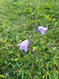 Close-up of purple flowering plant on field