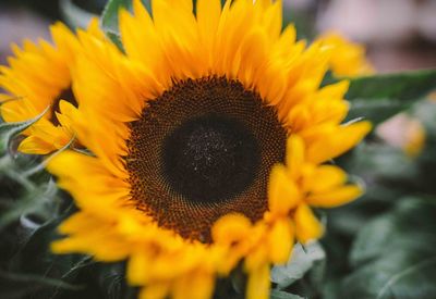 Close-up of sunflower blooming outdoors