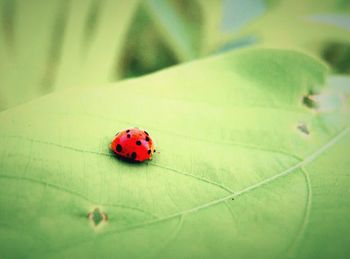 Close-up of ladybug