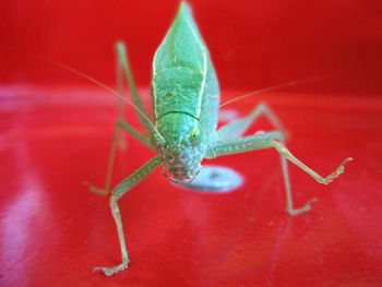 Close-up of grasshopper