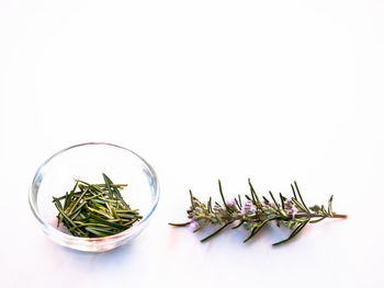 Close-up of potted plant against white background