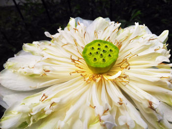 Close-up of white lotus flower