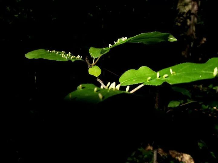 leaf, green color, growth, night, plant, nature, beauty in nature, close-up, tree, tranquility, dark, green, sunlight, outdoors, no people, growing, forest, leaves, selective focus