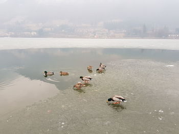 High angle view of birds swimming in lake