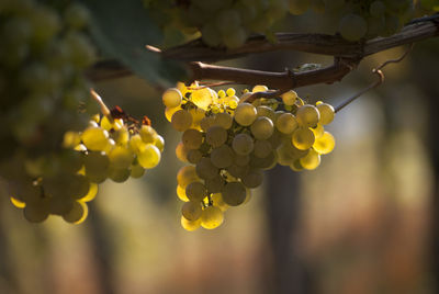 Close-up of grapes hanging in vineyard