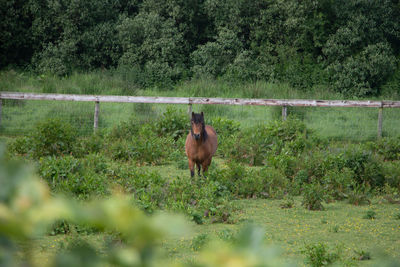 Horse standing in a field