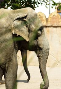 Elephant in a zoo