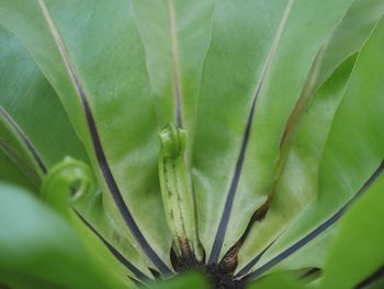 Close-up of plant