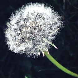 Close-up of dandelion flower