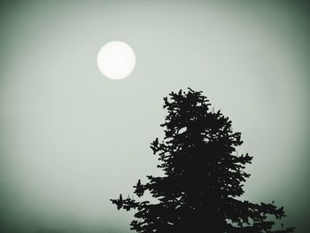 Tree against moon in sky