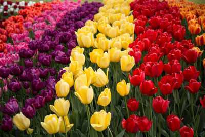 Full frame shot of multi colored tulips