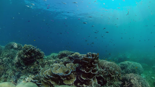 undersea