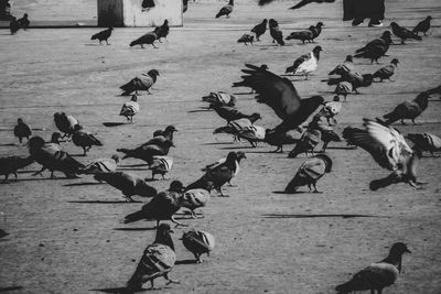 High angle view of pigeons on street