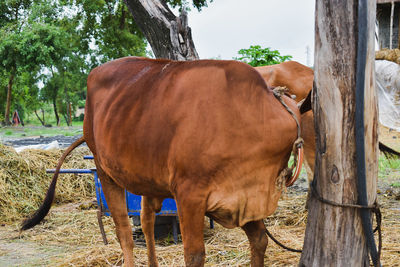 Horse standing in ranch