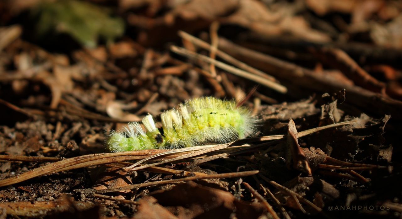 animal themes, animals in the wild, nature, one animal, leaf, animal wildlife, no people, outdoors, insect, day, close-up