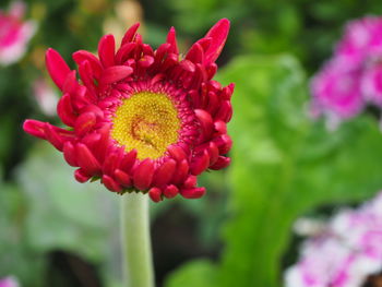 Close-up of pink flower