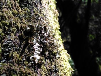 Close-up of moss on tree trunk