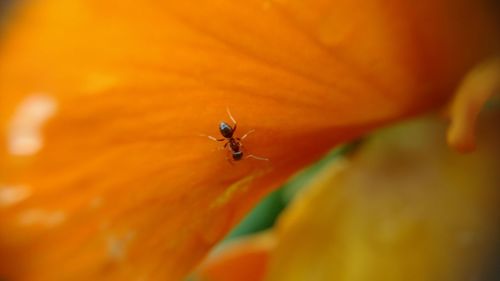 Close-up of insect on orange leaf