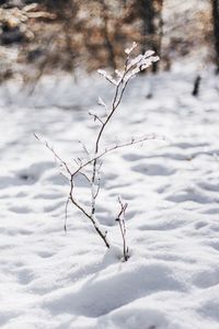 Bare trees against sky